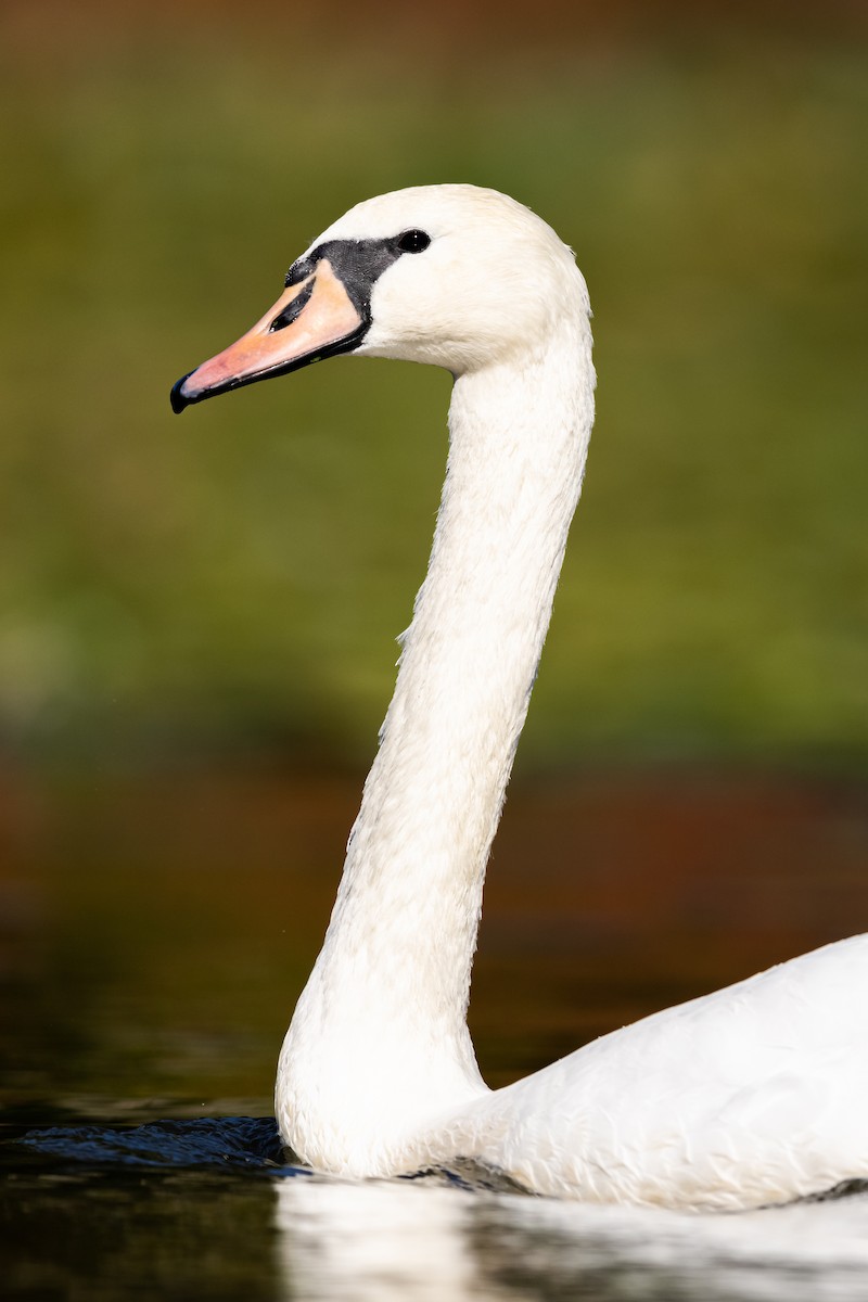 Mute Swan - Brad Imhoff