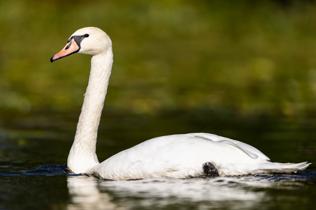 Cygne tuberculé - ML373816611