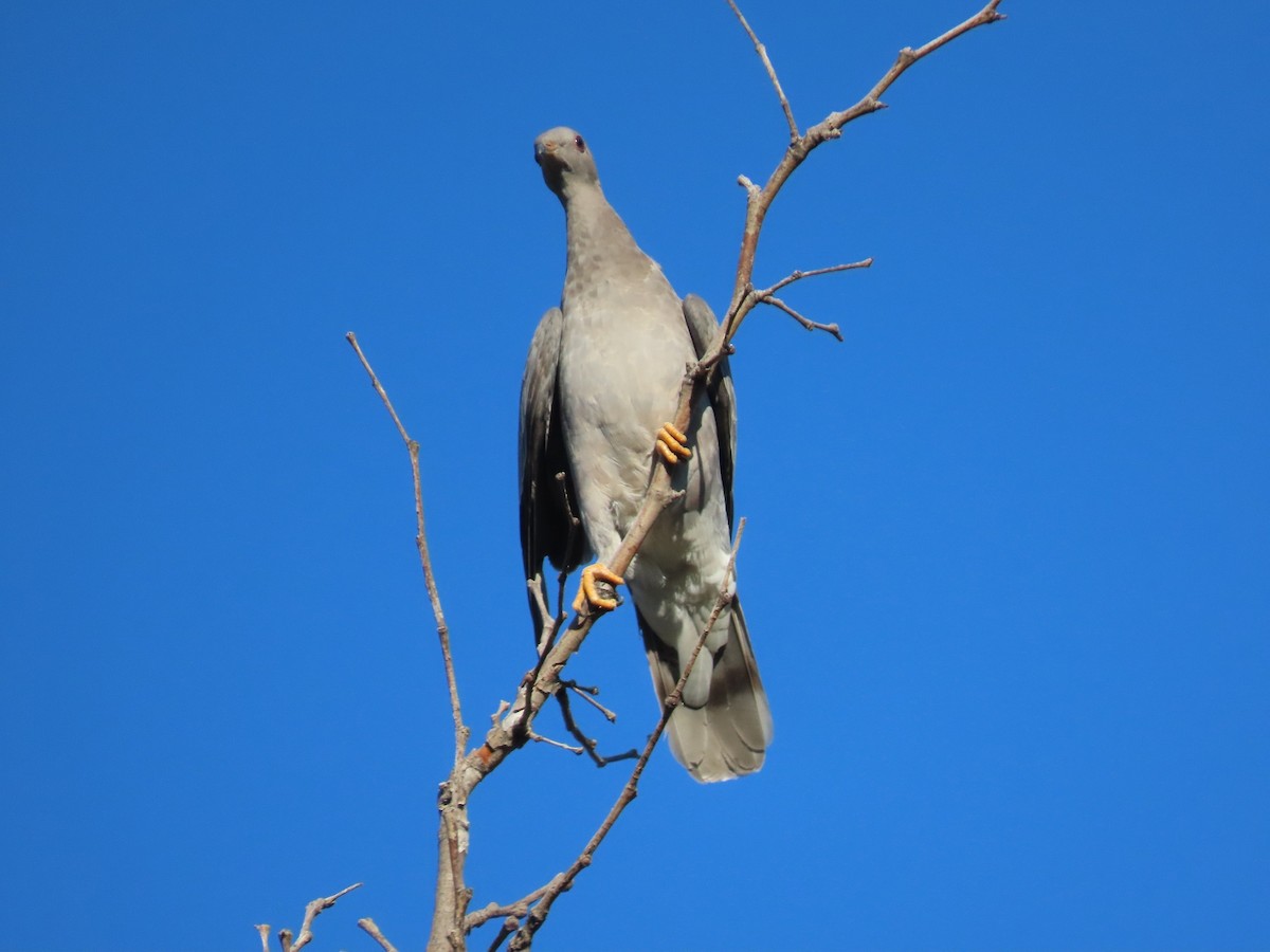 Band-tailed Pigeon - Anne (Webster) Leight