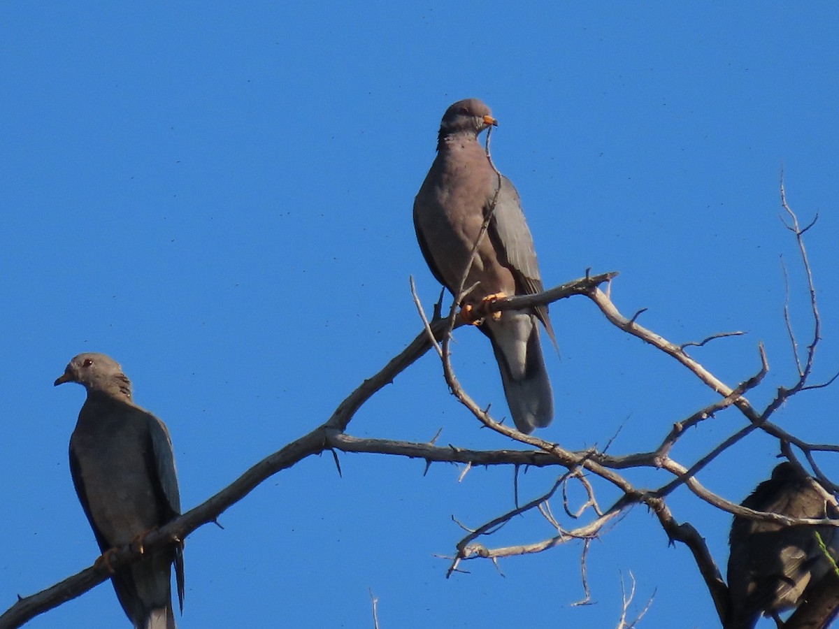 Band-tailed Pigeon - Anne (Webster) Leight