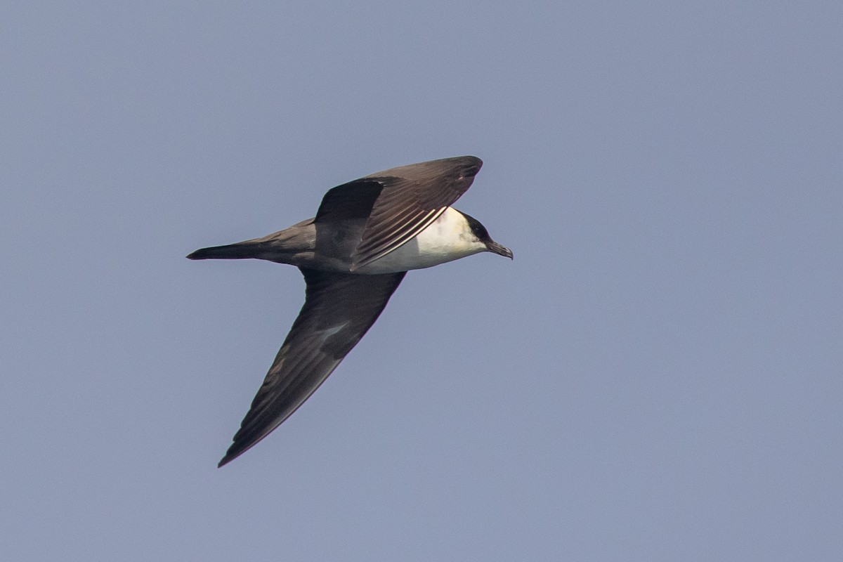 Long-tailed Jaeger - ML373818031