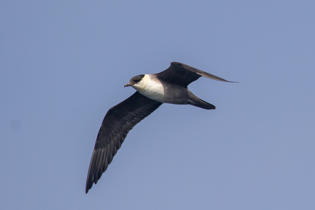 Long-tailed Jaeger - ML373818041