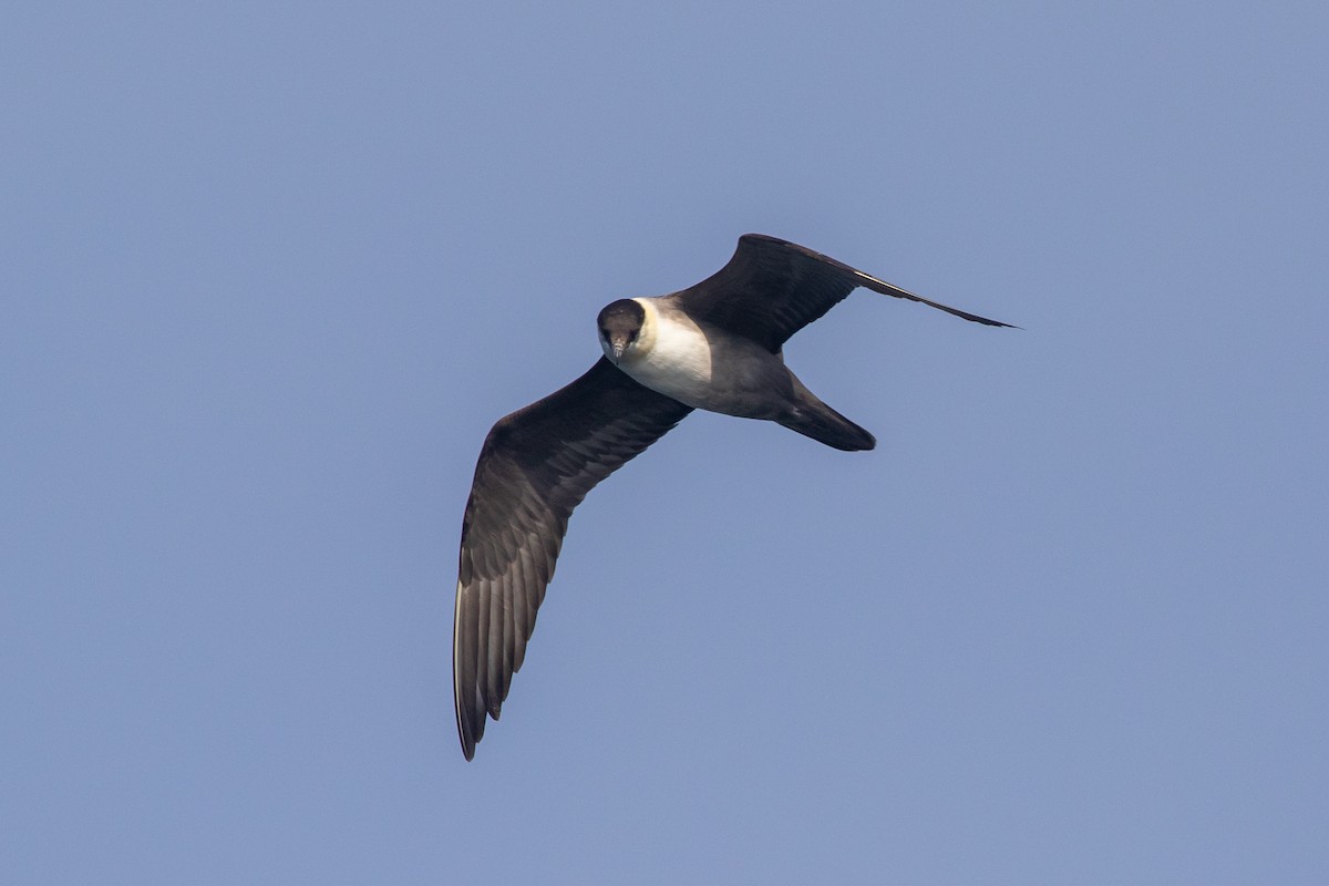 Long-tailed Jaeger - ML373818061