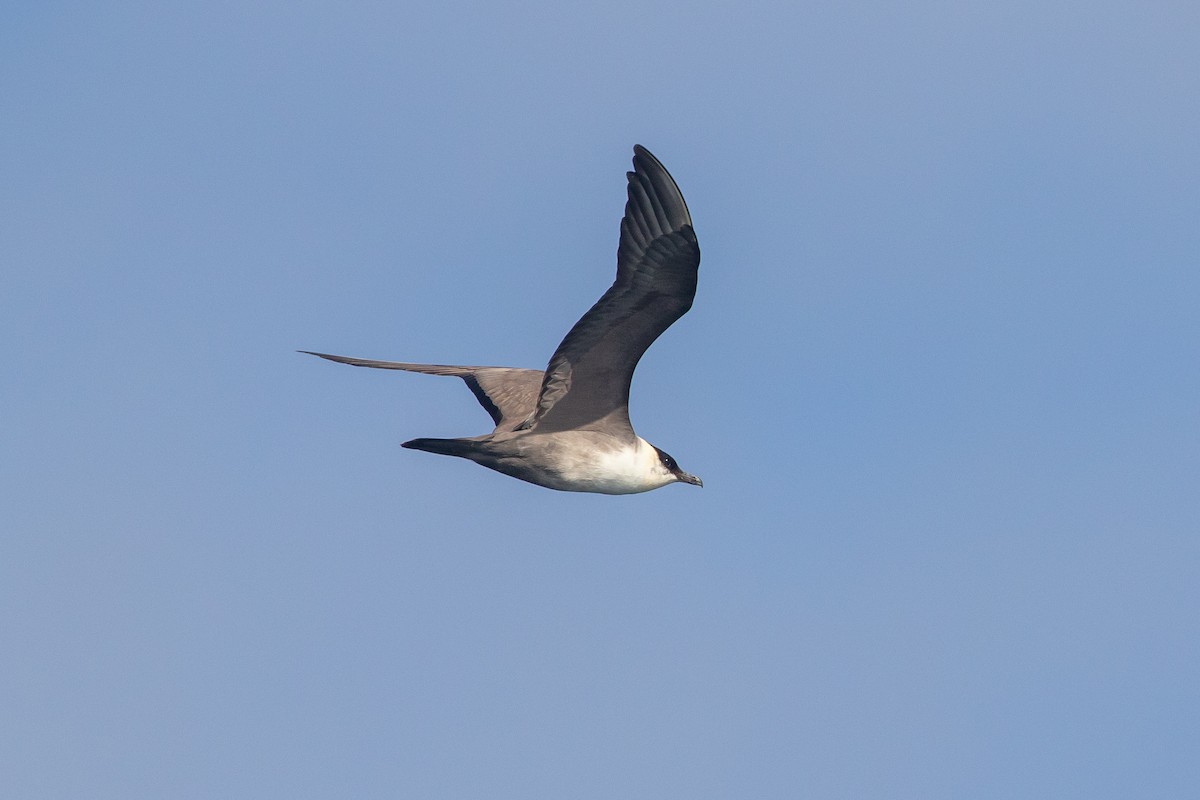 Long-tailed Jaeger - ML373818081