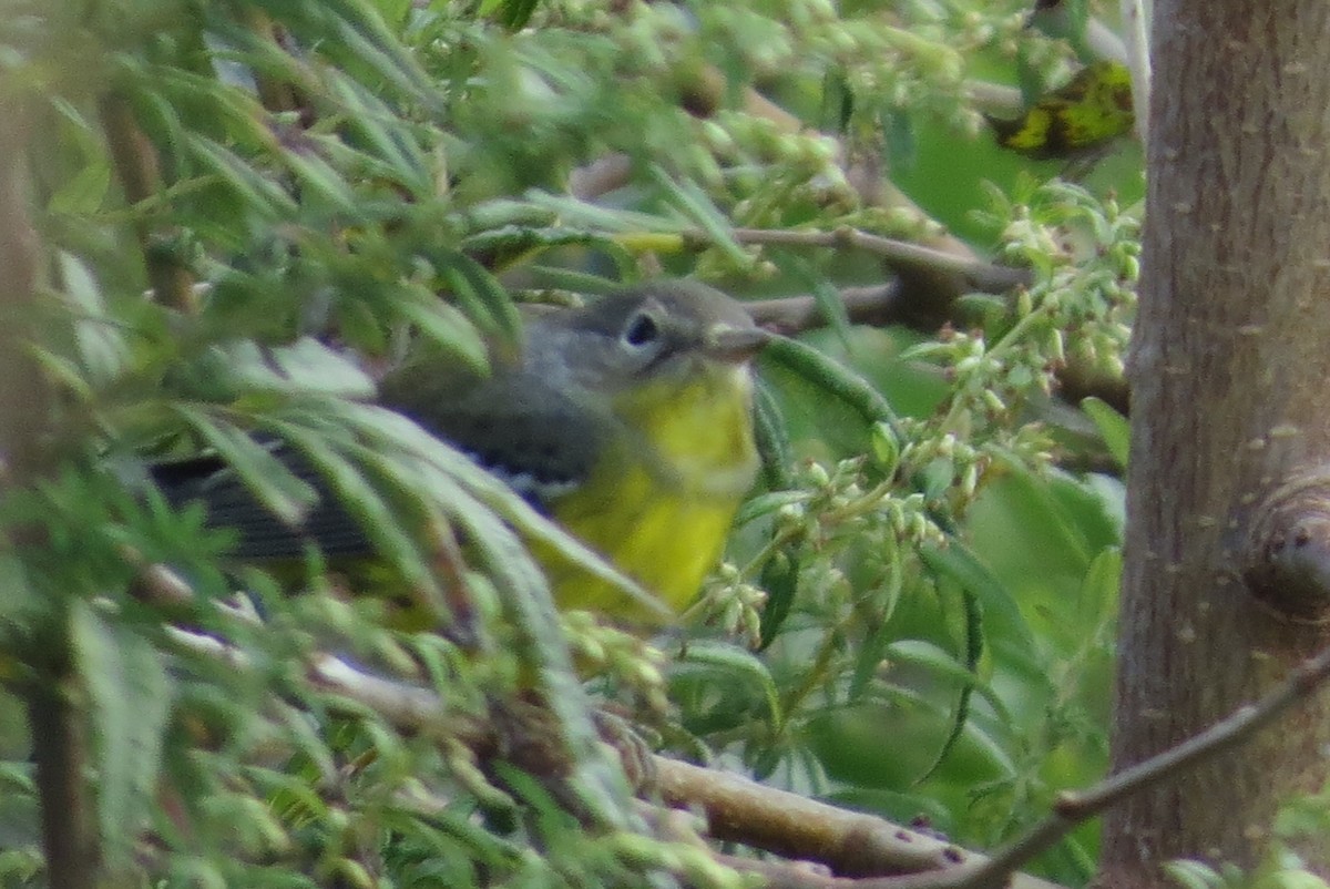 Magnolia Warbler - Anonymous