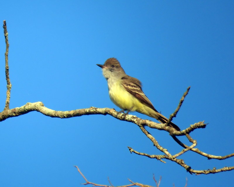 Brown-crested Flycatcher - ML373819091