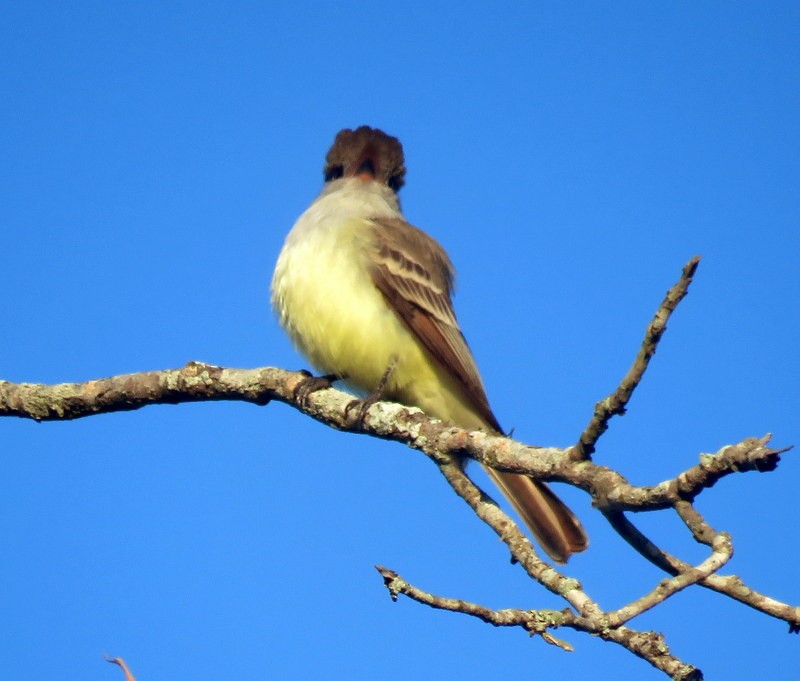 Brown-crested Flycatcher - ML373819101