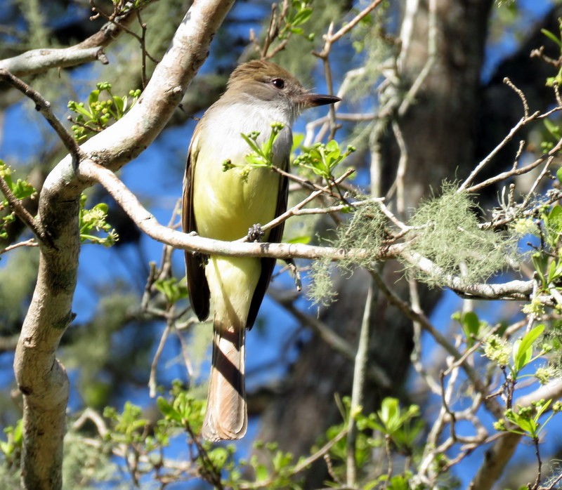 Brown-crested Flycatcher - ML373819111