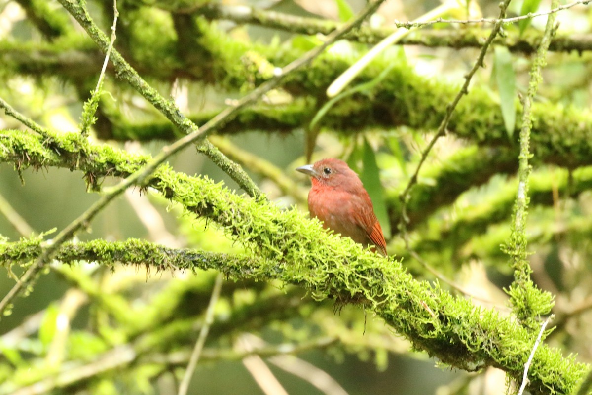 Red-crowned Ant-Tanager - ML37382031