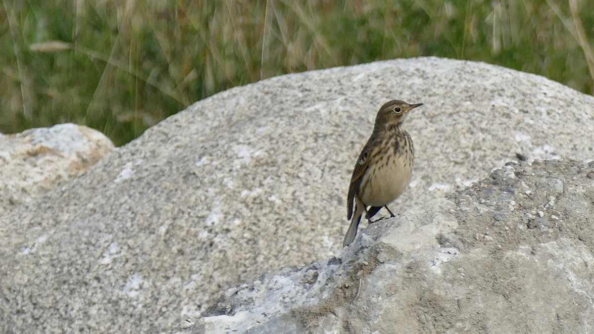 American Pipit - Quentin Brown