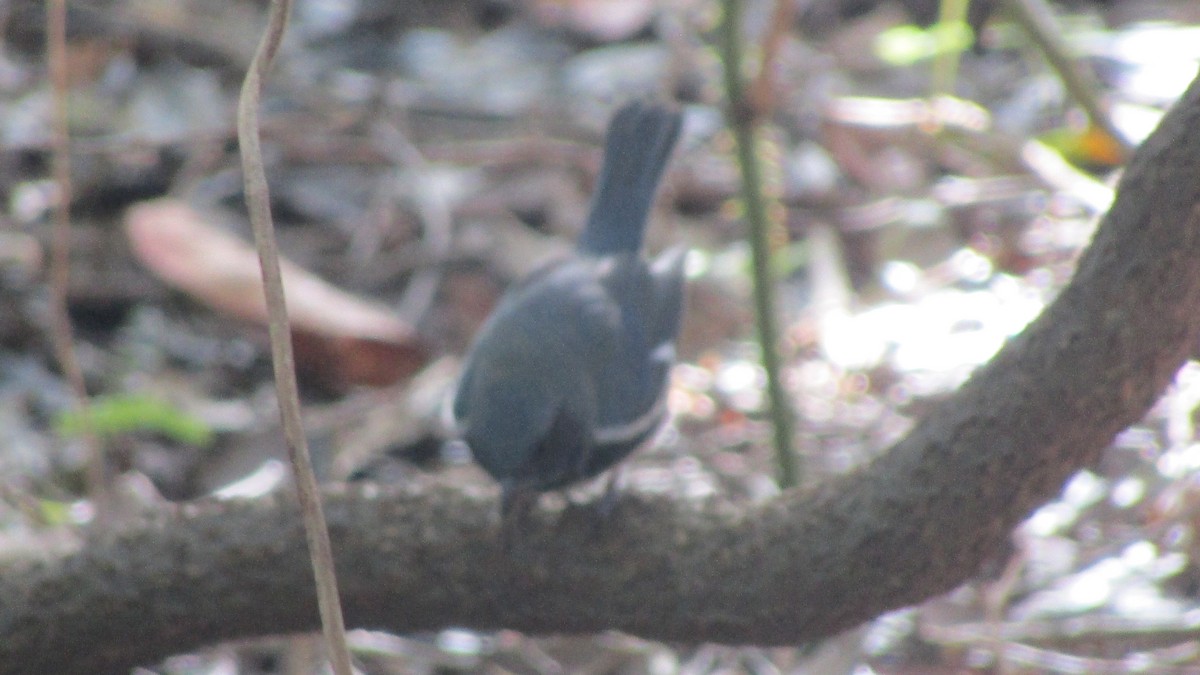 Black-throated Blue Warbler - ML373822981
