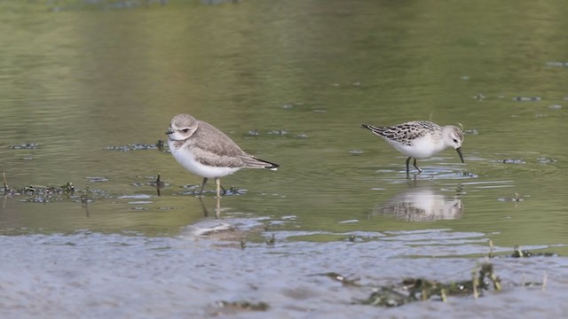 Semipalmated Plover - ML373825891