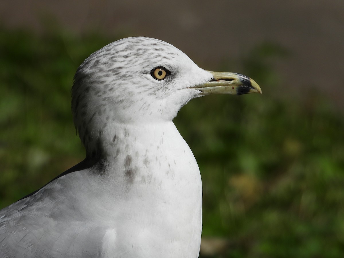 Ring-billed Gull - Gil Aburto-Avila