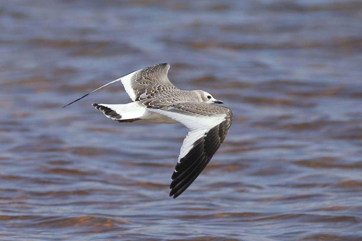 Sabine's Gull - ML373827771