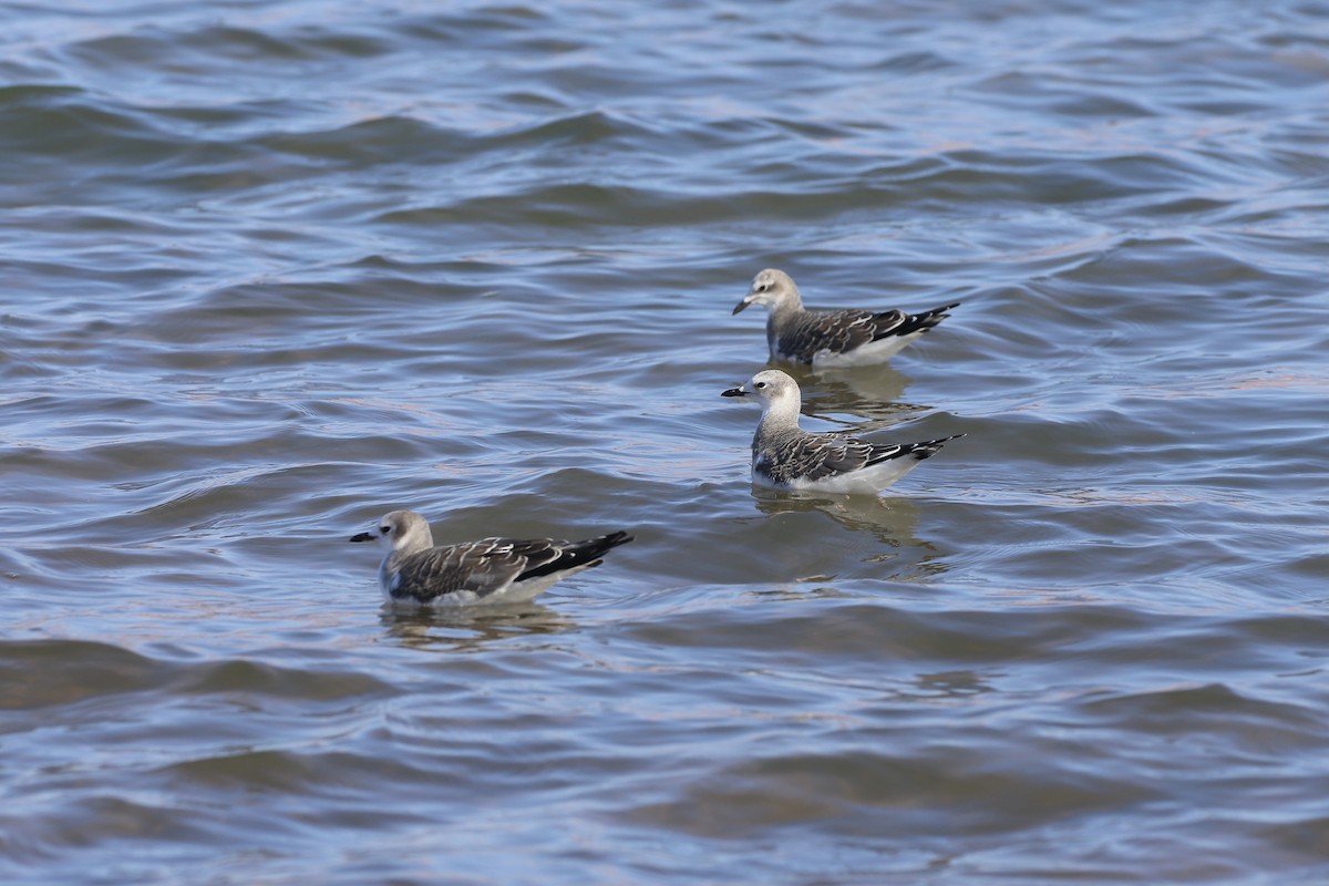 Sabine's Gull - ML373827781