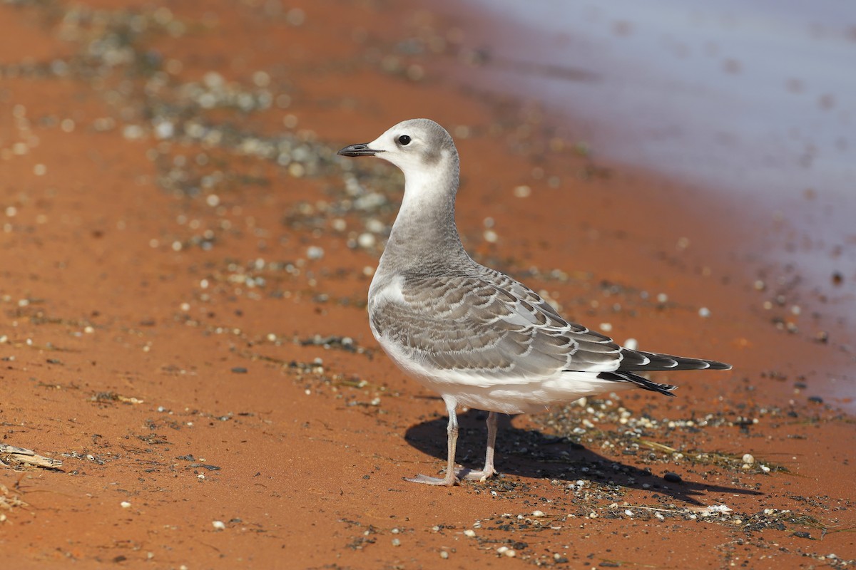 Sabine's Gull - ML373827811