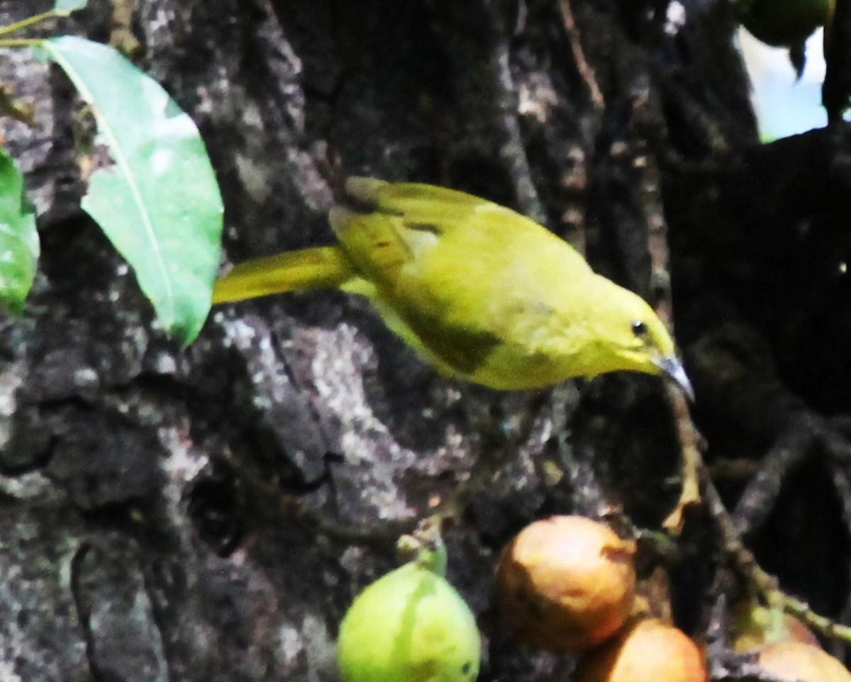 Yellow Honeyeater - ML373827981