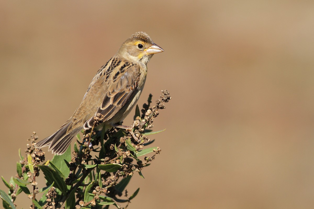 Dickcissel d'Amérique - ML37382811