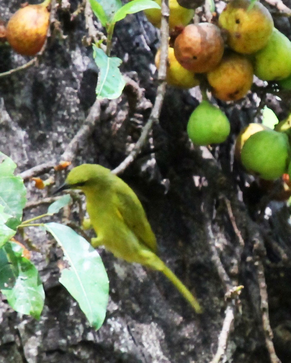 Yellow Honeyeater - ML373828131