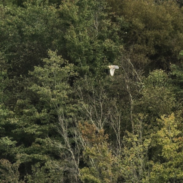 Tricolored Heron - ML373828361