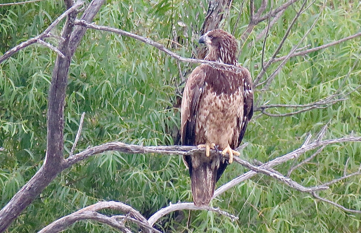 Bald Eagle - ML373829061