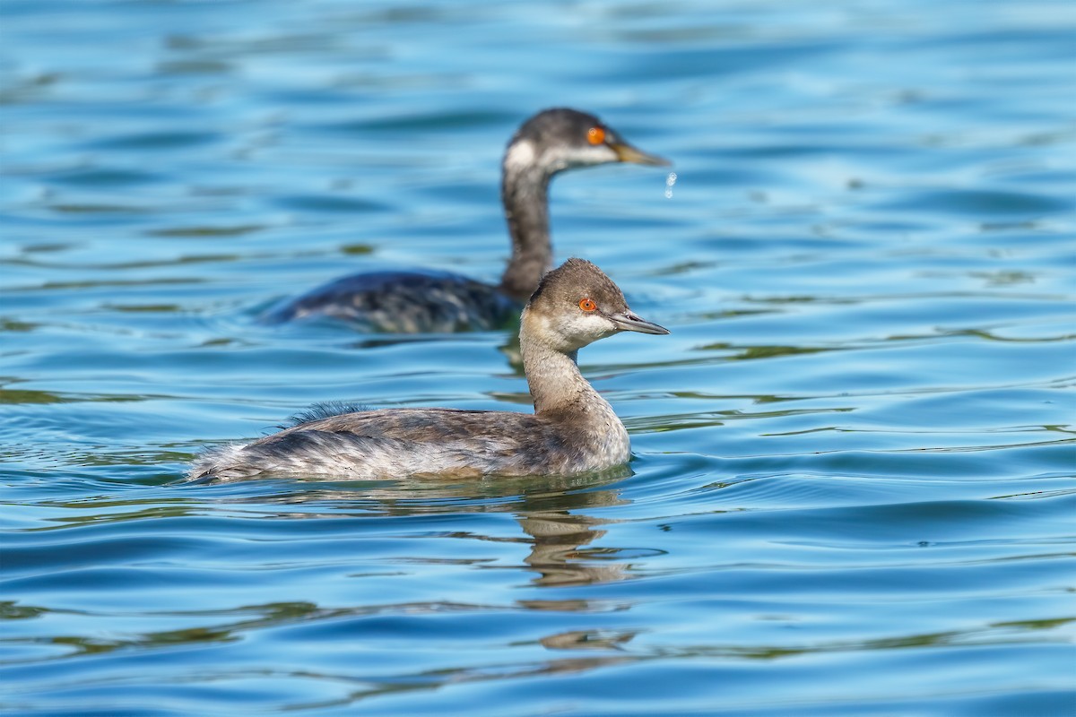 Eared Grebe - Rhonda Howard