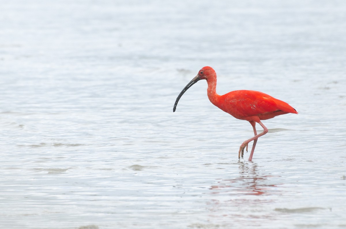 Scarlet Ibis - Jerome Foster