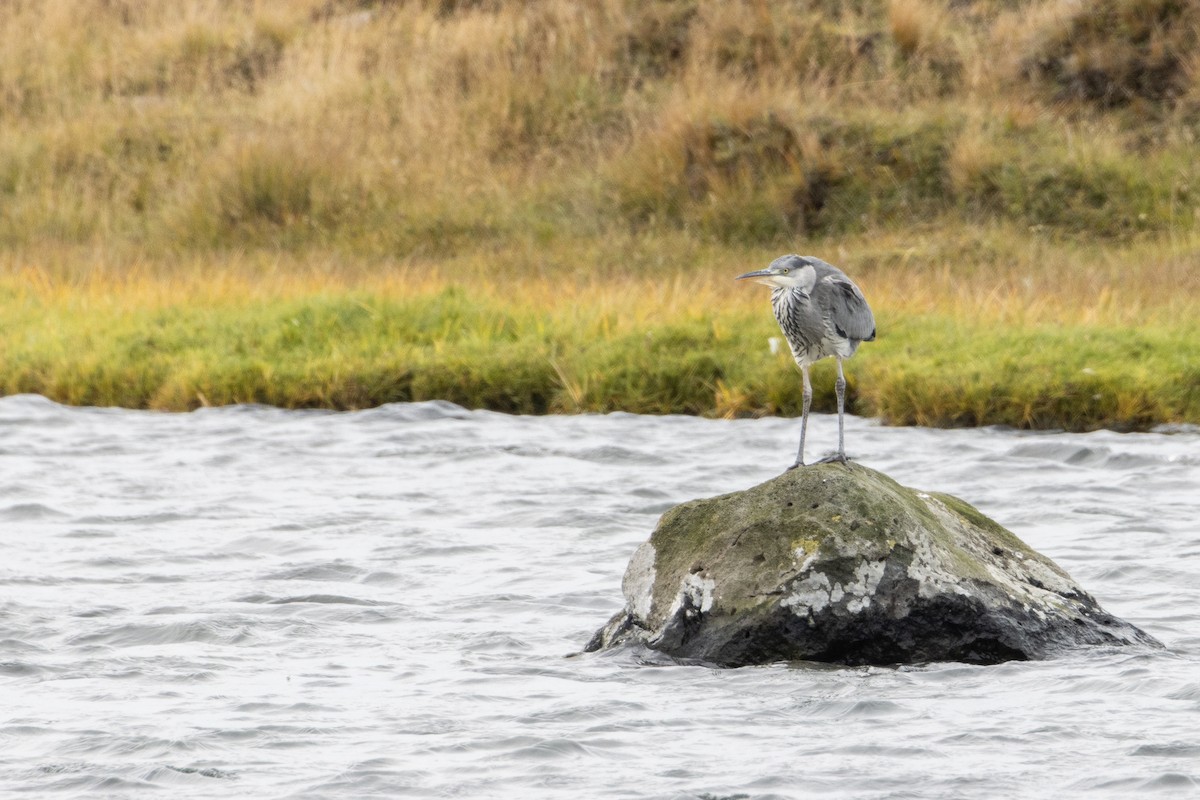 Gray Heron - ML373830091