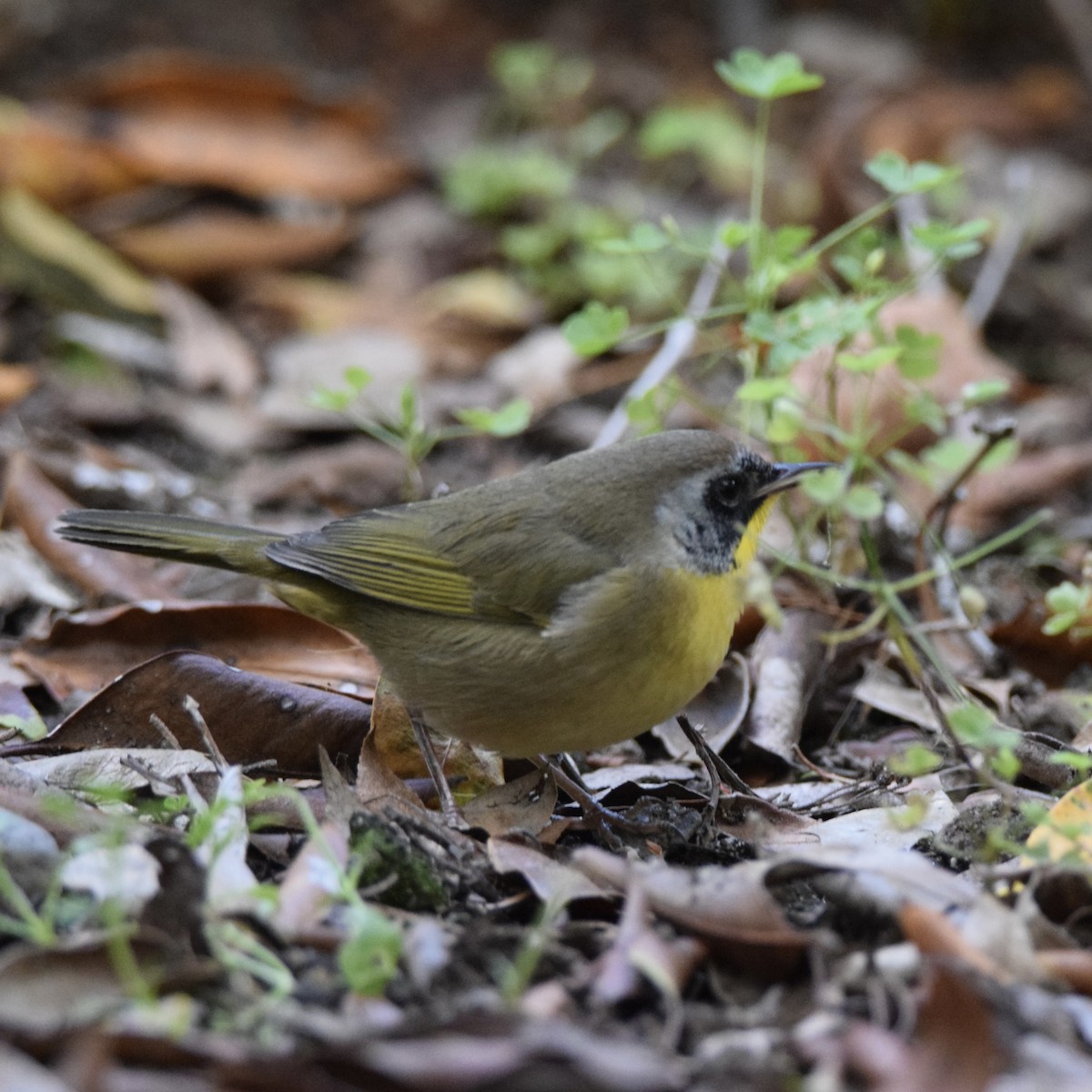 Common Yellowthroat - ML373830511