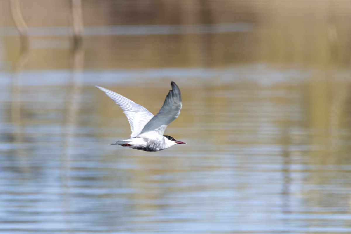 Whiskered Tern - Andreas Heikaus