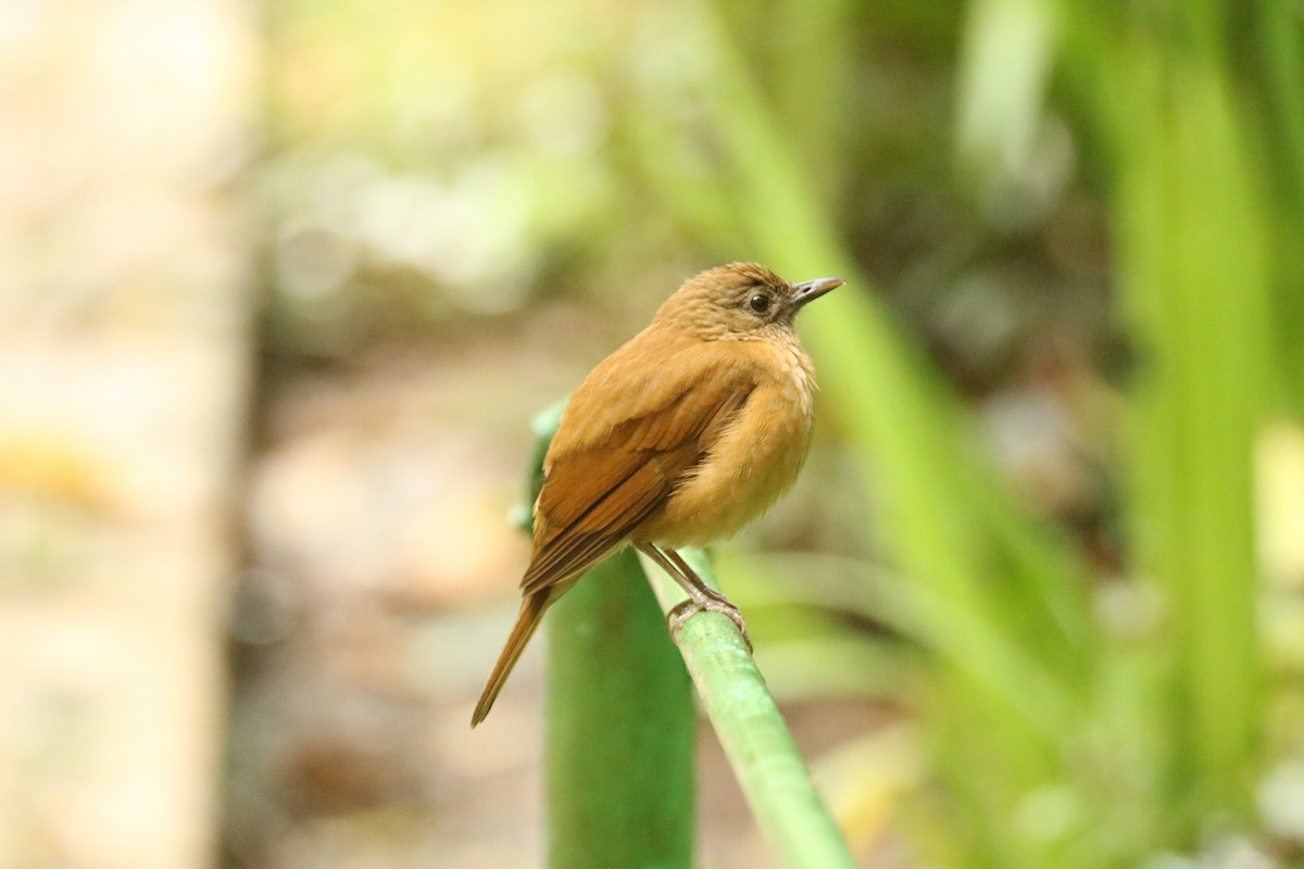 Cocoa Thrush - Andrew E and Rebecca A Steinmann