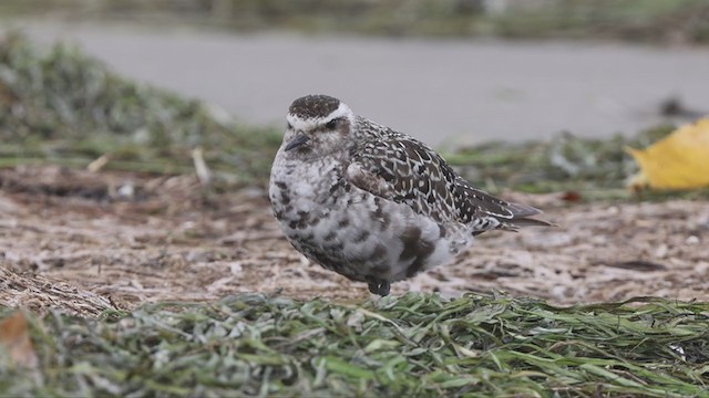 American Golden-Plover - ML373833831