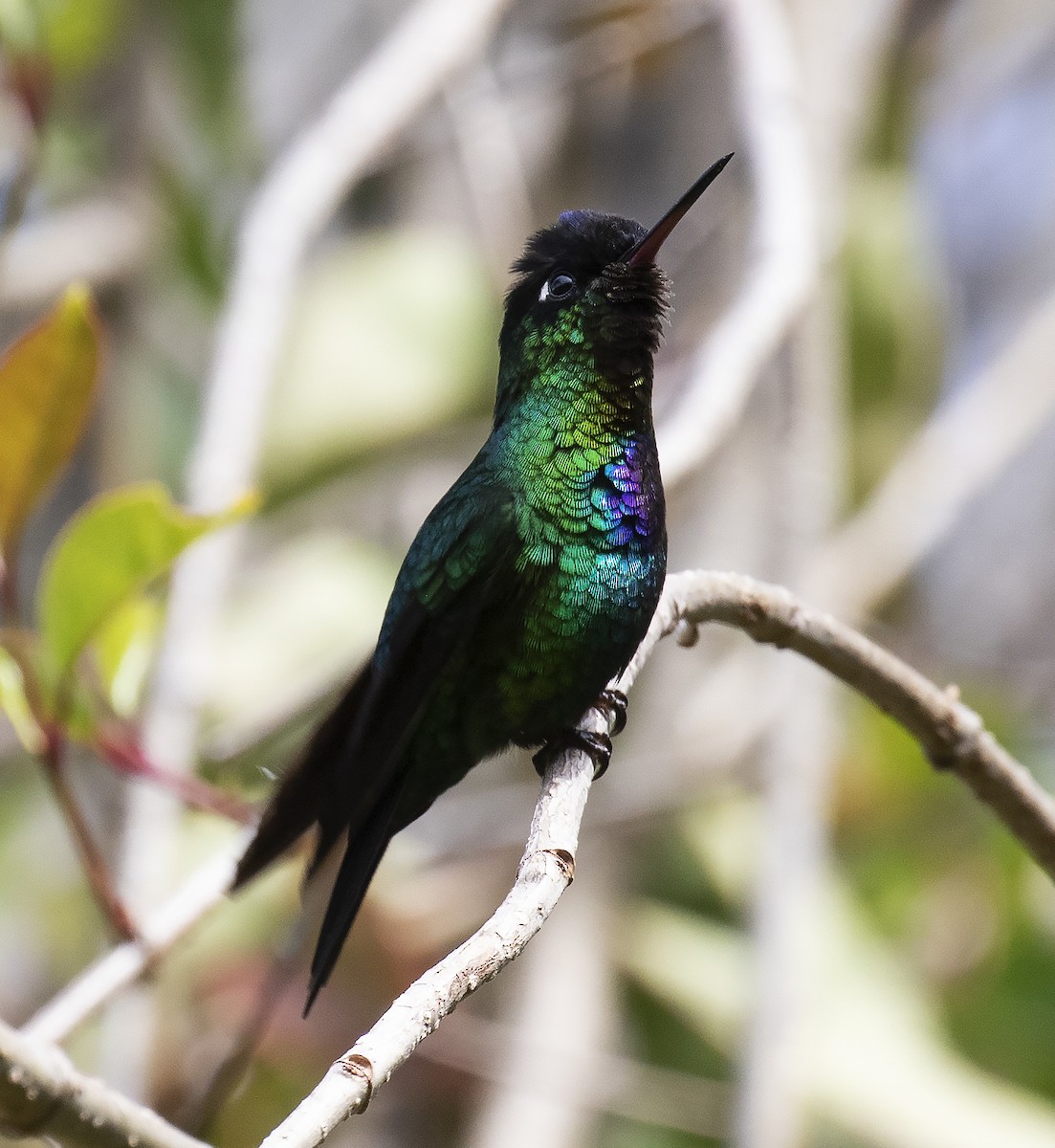 Fiery-throated Hummingbird - Gary Rosenberg