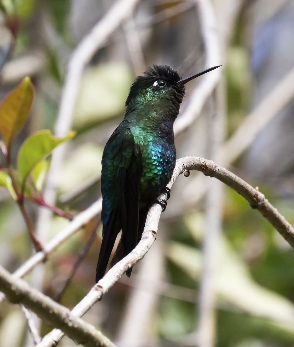 Fiery-throated Hummingbird - Gary Rosenberg