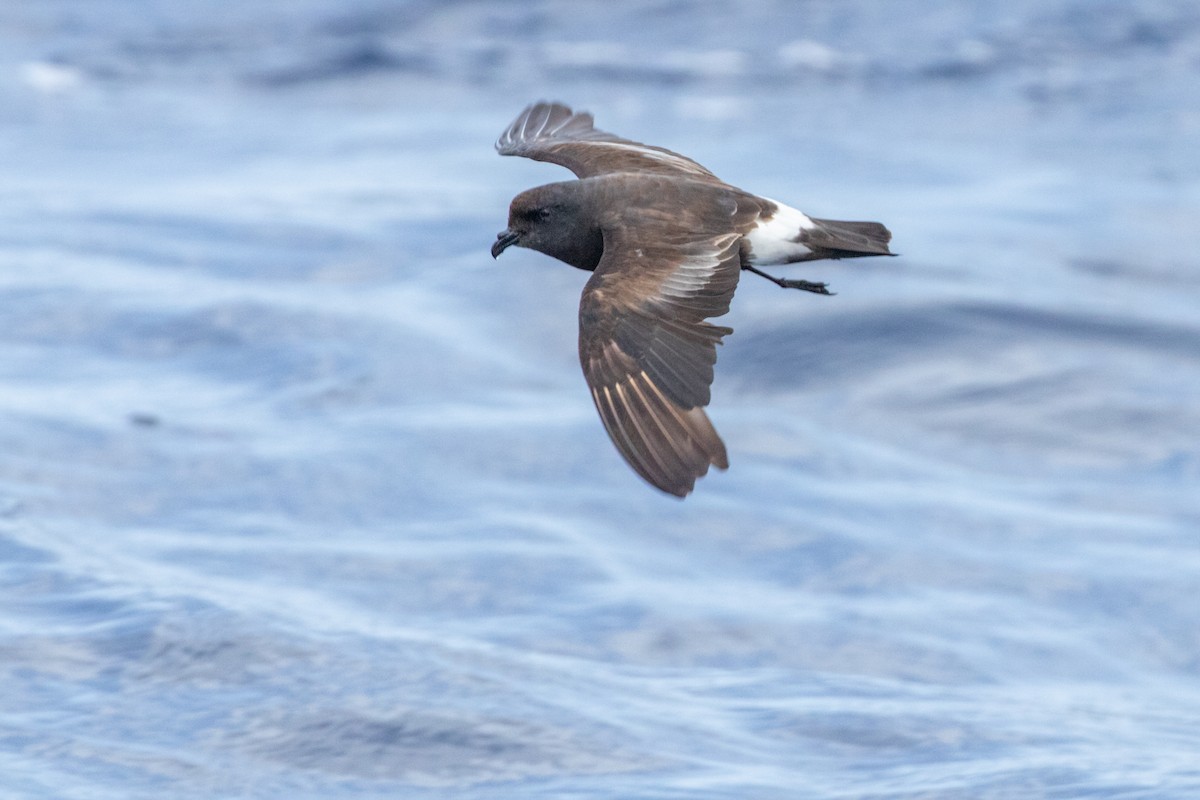 Band-rumped Storm-Petrel - Thibaud Aronson