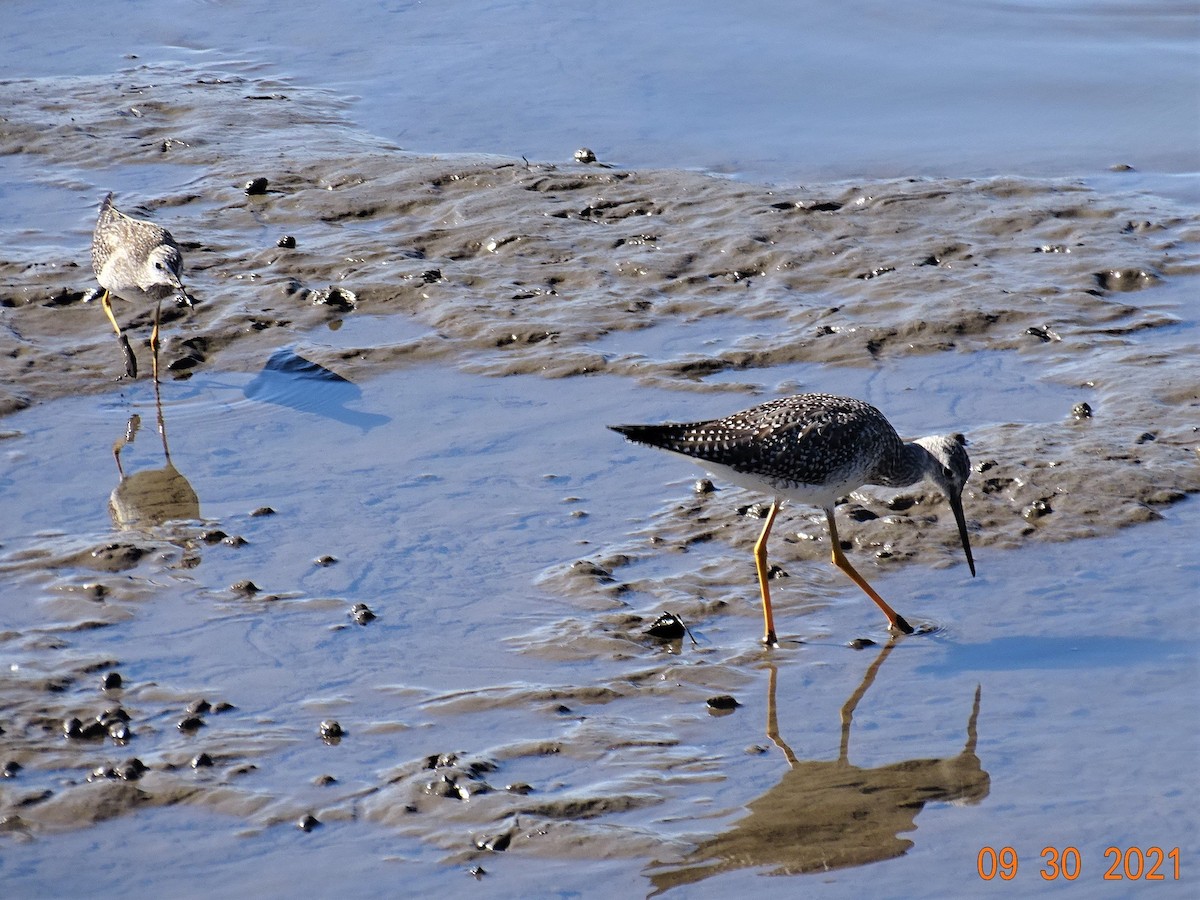 Greater Yellowlegs - ML373836951