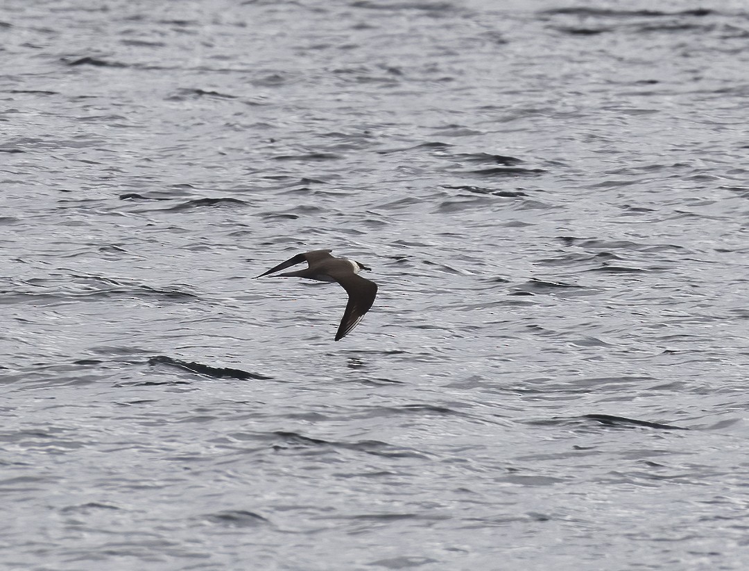 Parasitic Jaeger - ML373837441