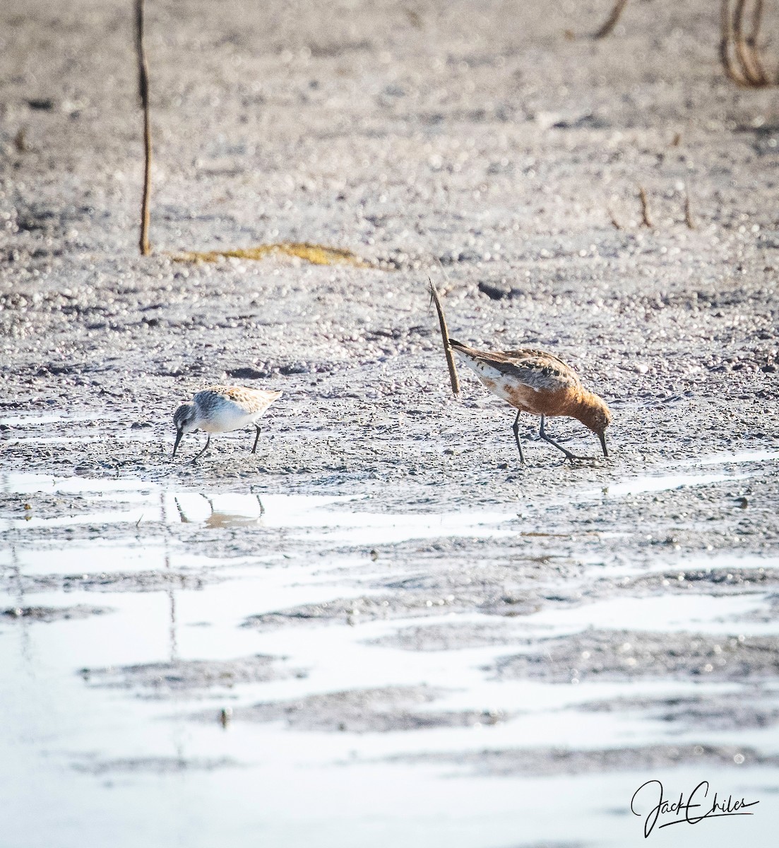 Curlew Sandpiper - ML373837661