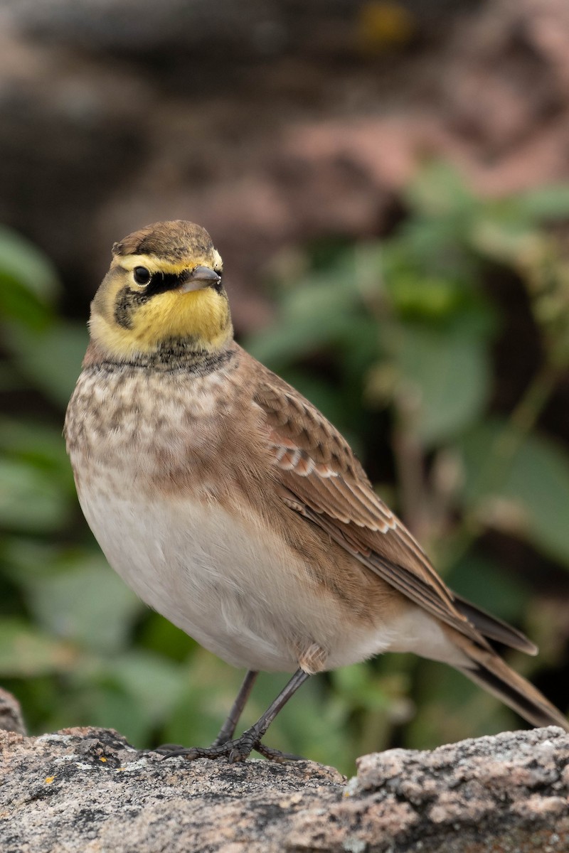 Horned Lark - ML373837881