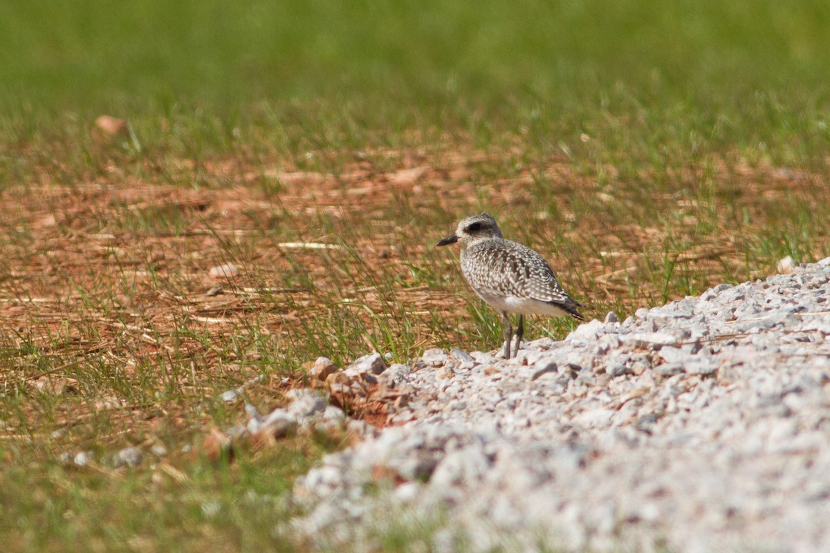 Black-bellied Plover - ML37384191