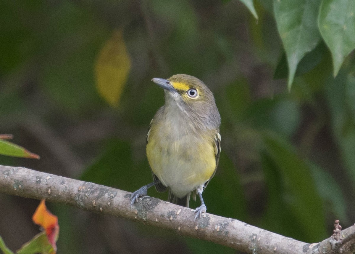 Ak Gözlü Vireo - ML373842241