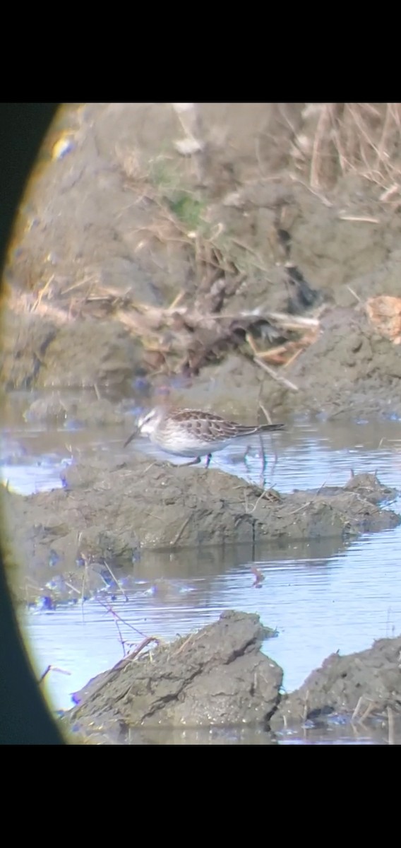 White-rumped Sandpiper - ML373842261