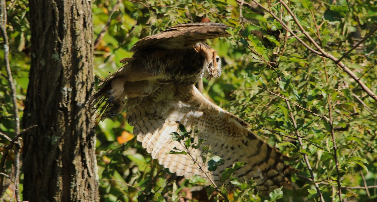 Great Horned Owl - Joey Herron