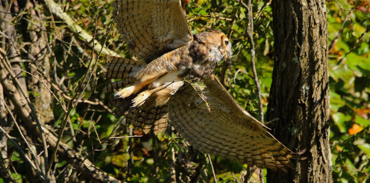 Great Horned Owl - Joey Herron