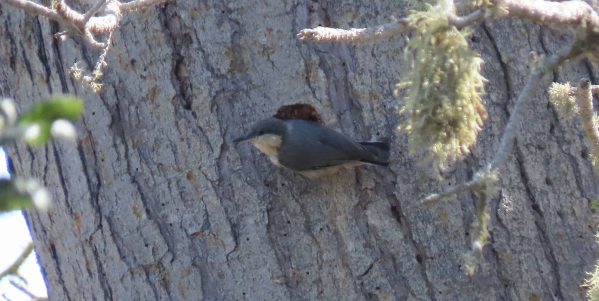 Pygmy Nuthatch - Jeri Edwards