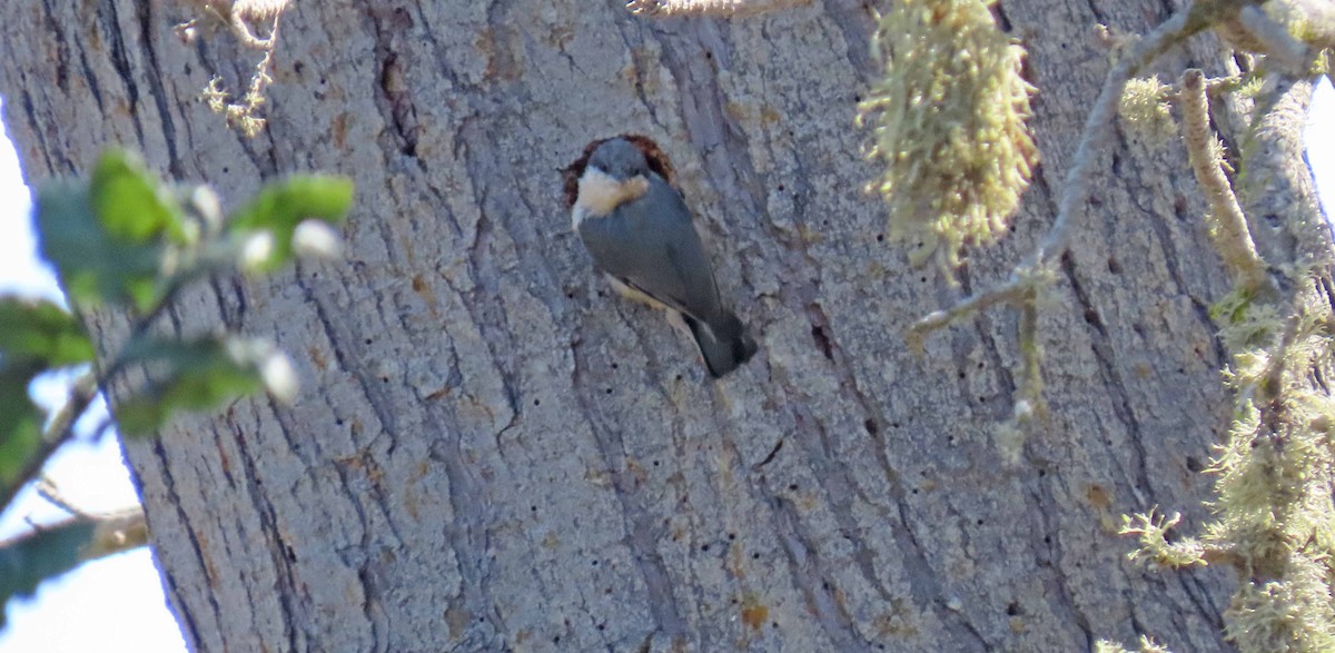 Pygmy Nuthatch - Jeri Edwards