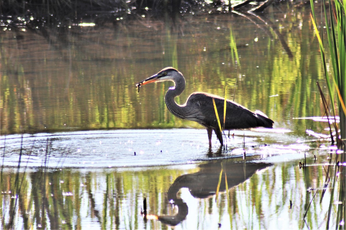 Great Blue Heron - ML373846371