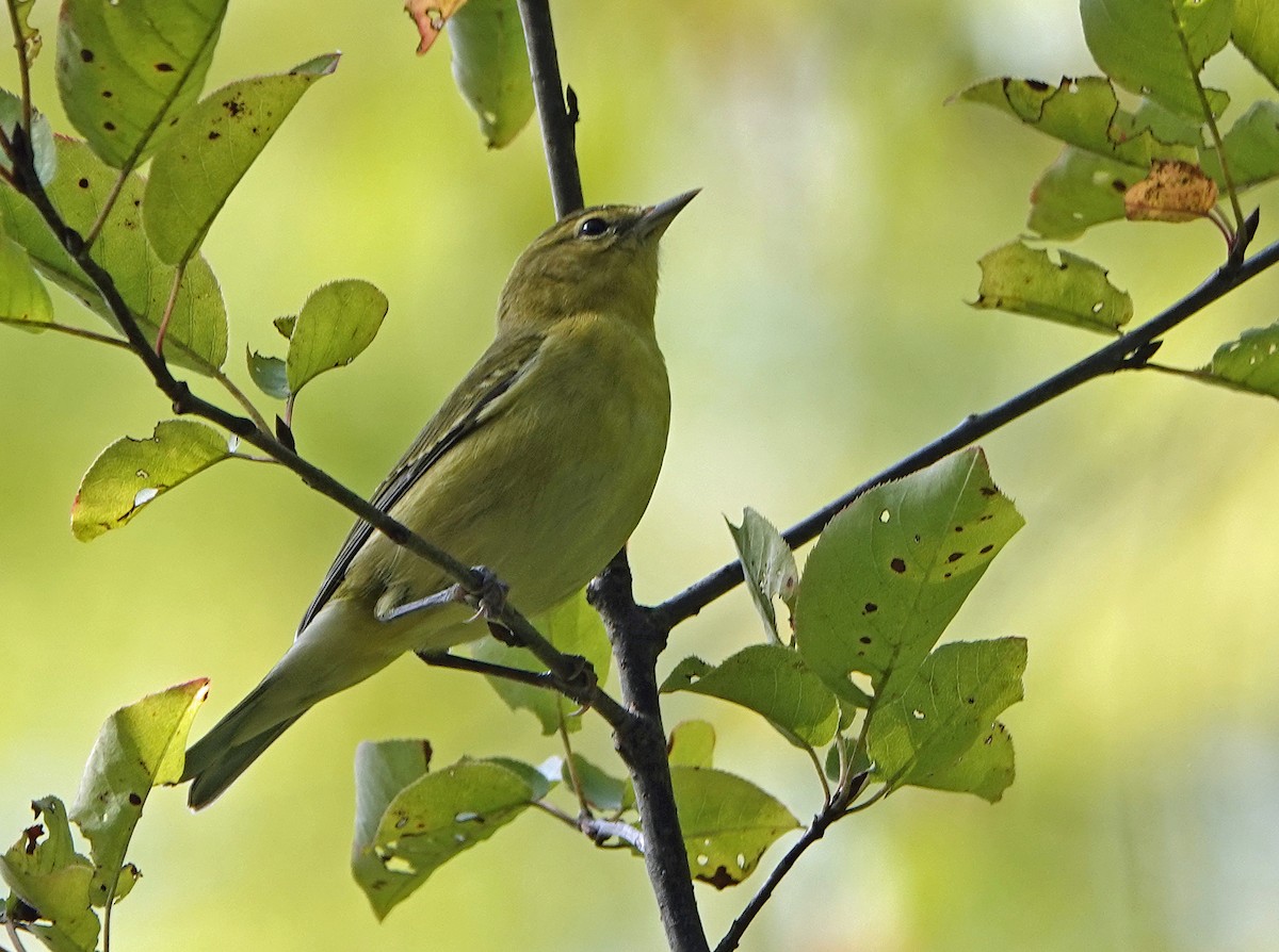 Tennessee Warbler - ML373846771