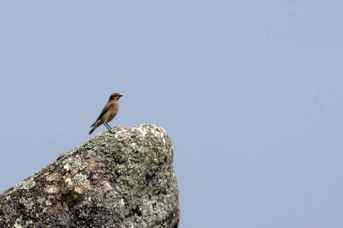 Northern Wheatear - Francisco Barroqueiro