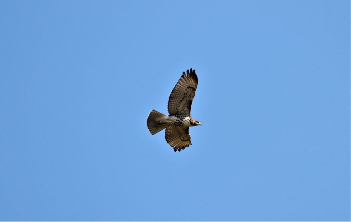 Red-tailed Hawk - ML373847521